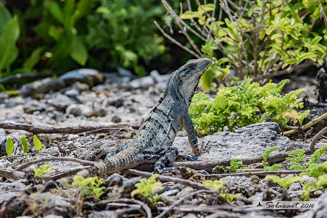 Ctenosaura similis : Iguana nera (maschio);  Black Iguana (male)