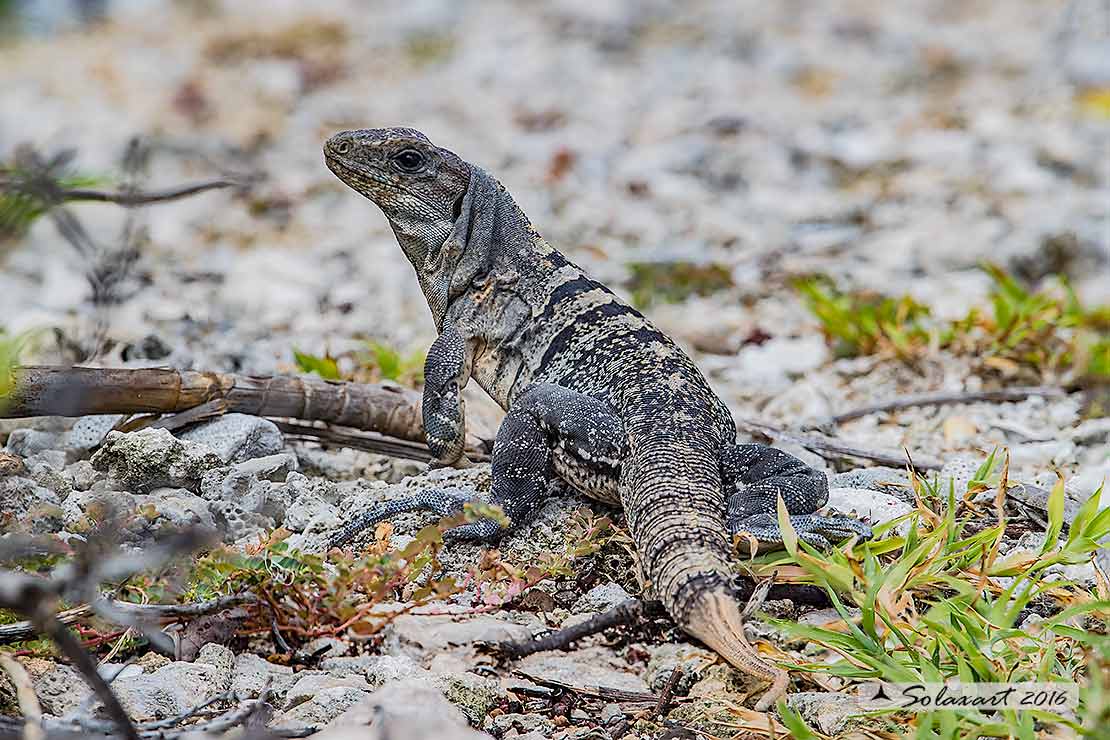 Ctenosaura similis : Iguana nera (femmina) ; Black Iguana (female)