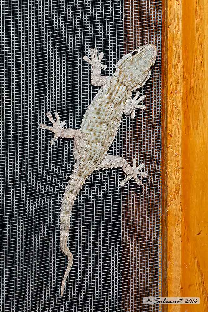 Tarentola mauritanica: Geco;Moorish Gecko