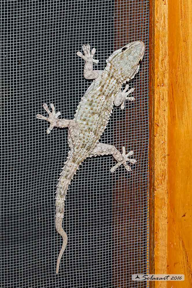 Tarentola mauritanica: Geco; Moorish Gecko