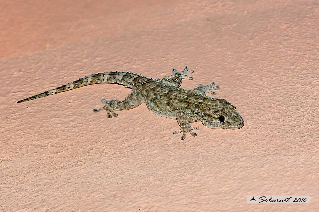 Tarentola mauritanica: Geco;Moorish Gecko