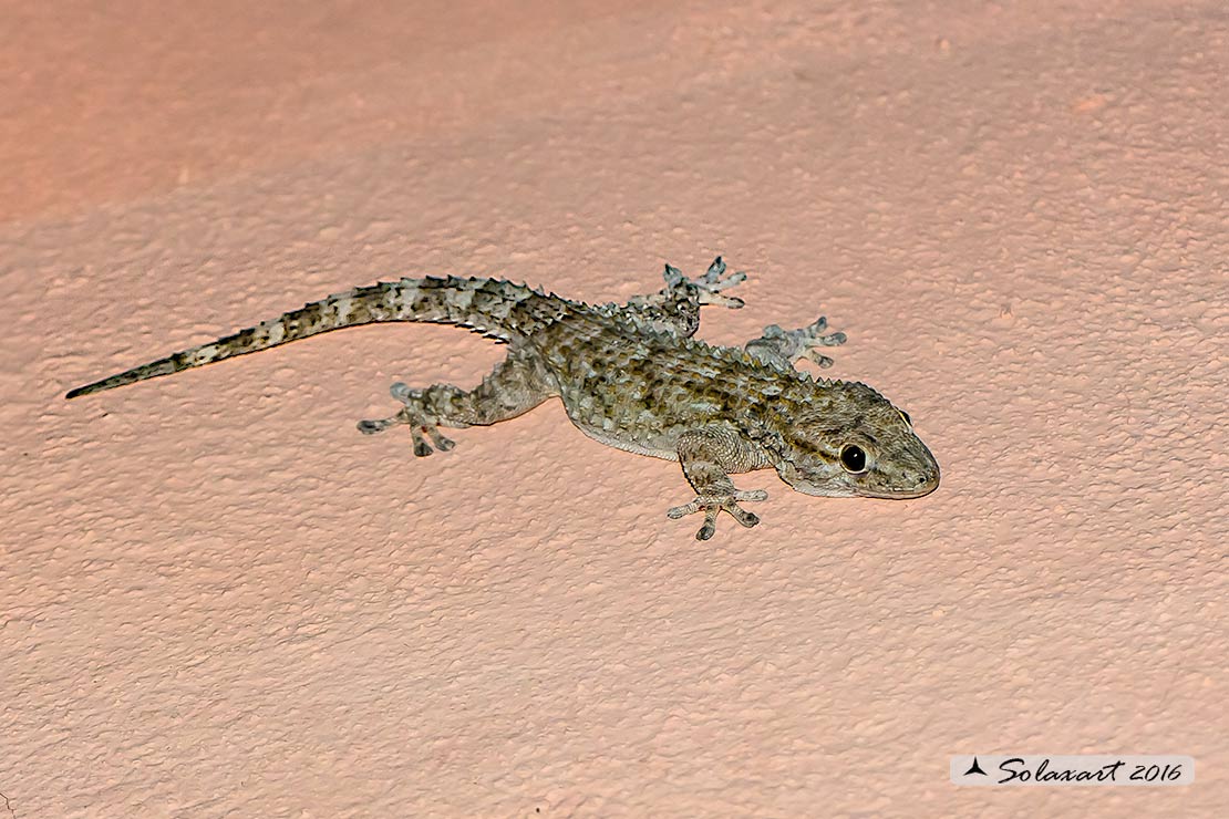 Tarentola mauritanica: Geco; Moorish Gecko