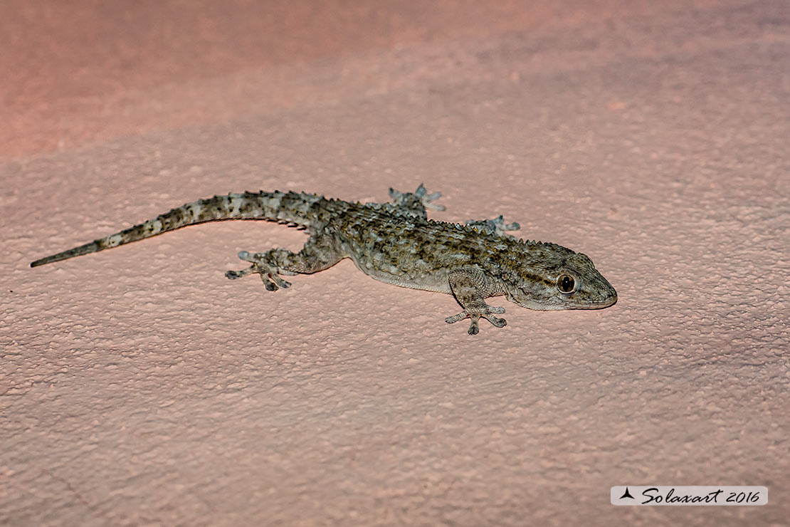 Tarentola mauritanica: Geco; Moorish Gecko