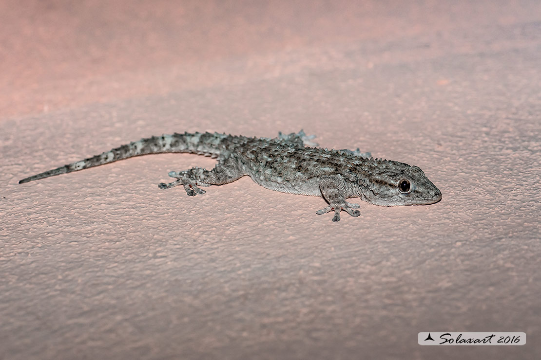Tarentola mauritanica: Geco; Moorish Gecko