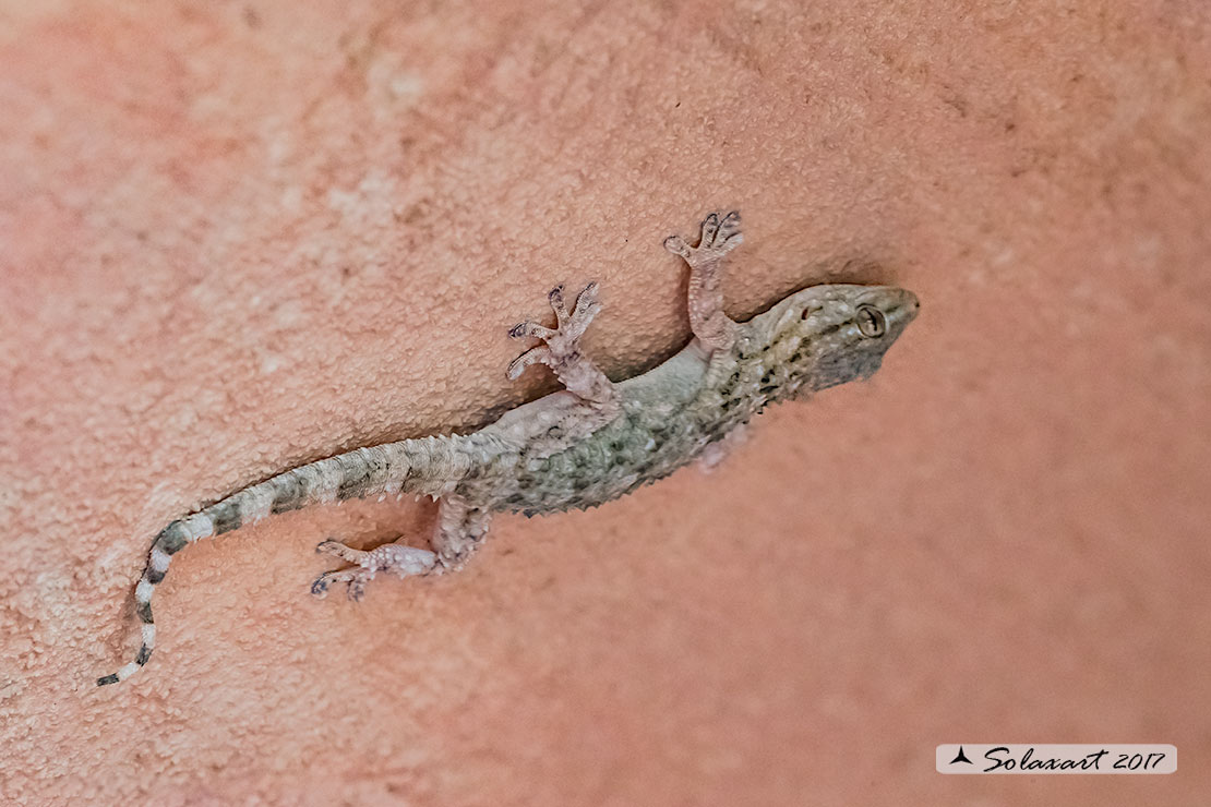 Tarentola mauritanica: Geco; Moorish Gecko