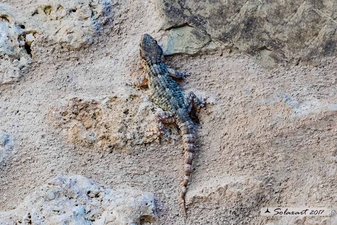 Tarentola mauritanica: Geco; Moorish Gecko