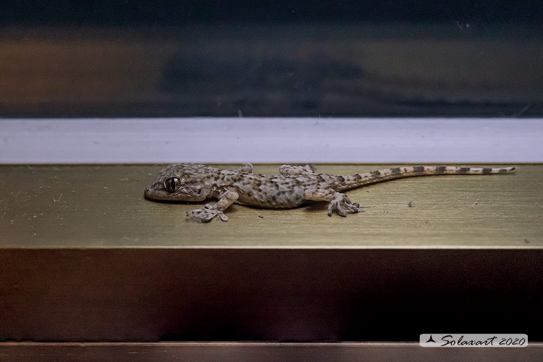 Tarentola mauritanica: Geco;Moorish Gecko