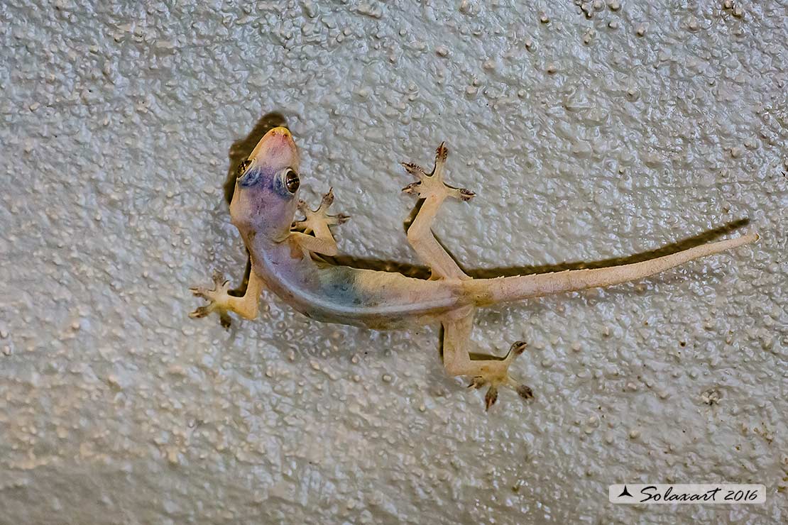 Hemidactylus frenatus - House Gecko or Moon Lizard