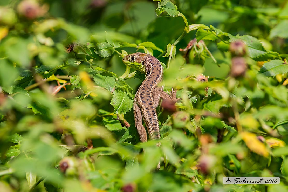 Lacerta bilineata: Ramarro  (immaturo, secondo stadio di maturazione); Western Green lizard  (Juvenile, second stage of maturation)