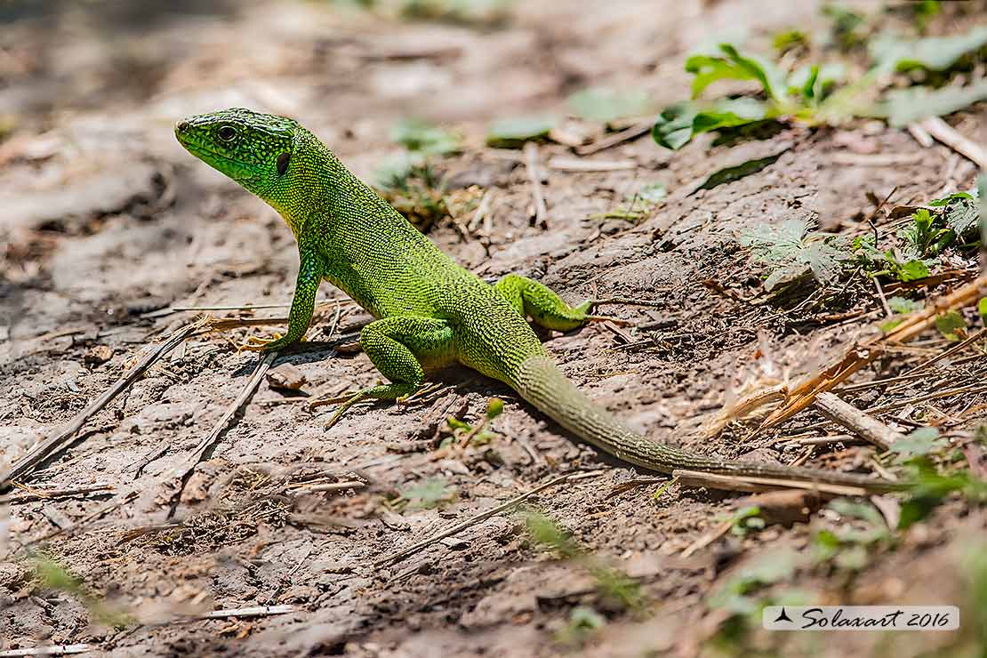 Lacerta bilineata: Ramarro (maschio); Western Green lizard (male)