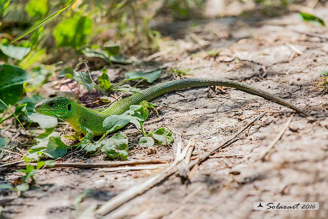 Lacerta bilineata: Ramarro (maschio); Western Green lizard (male)