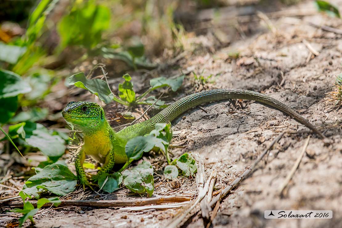 Lacerta bilineata: Ramarro (maschio); Western Green lizard (male)