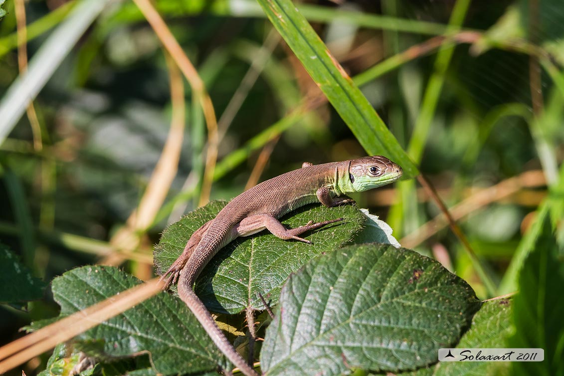 Lacerta bilineata - Ramarro - Western Green lizard