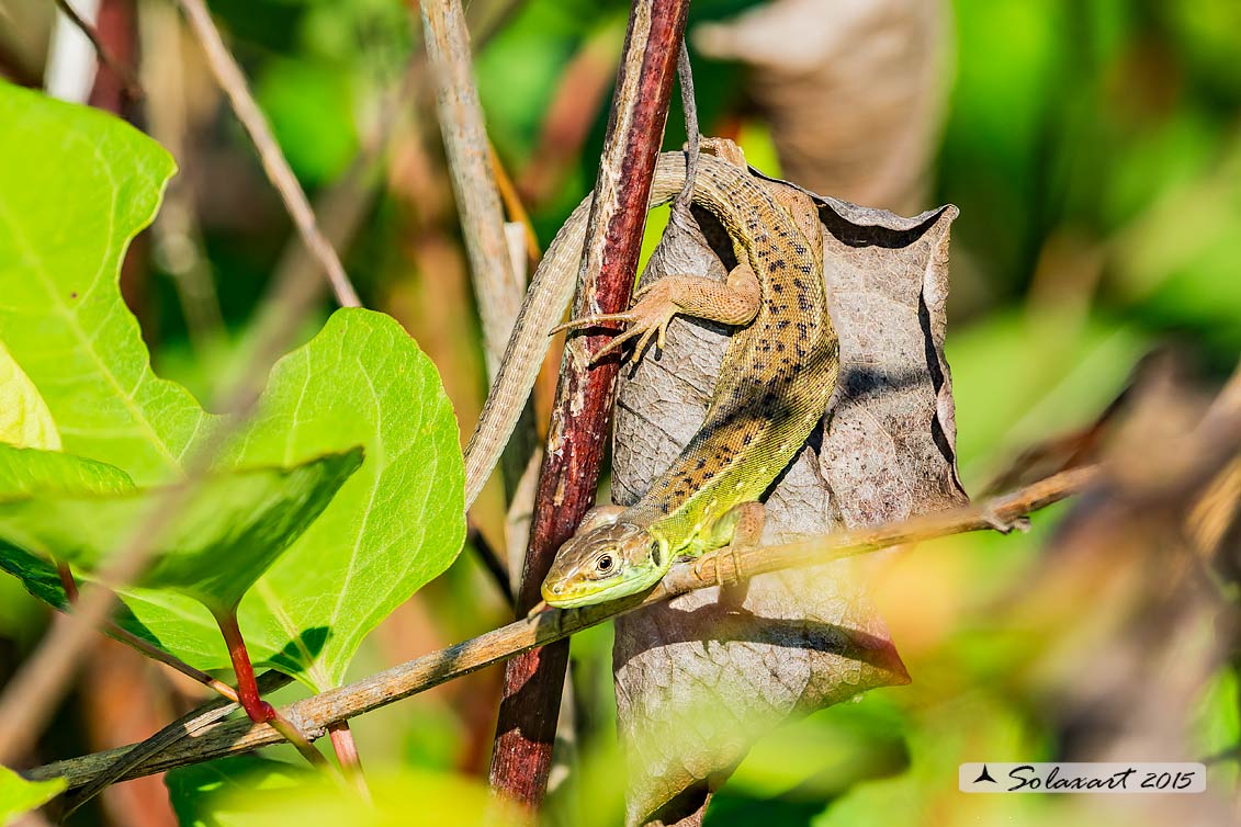 Lacerta bilineata - Ramarro - Western Green lizard