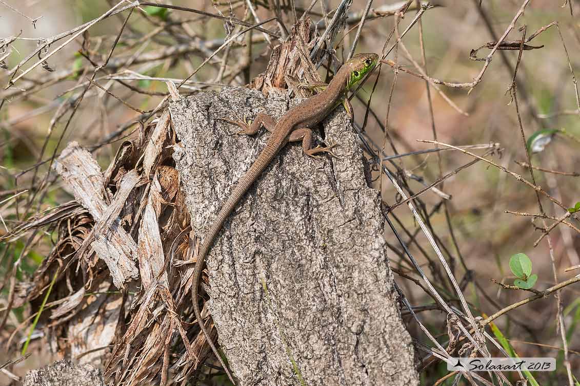 Lacerta bilineata - Ramarro - Western Green lizard