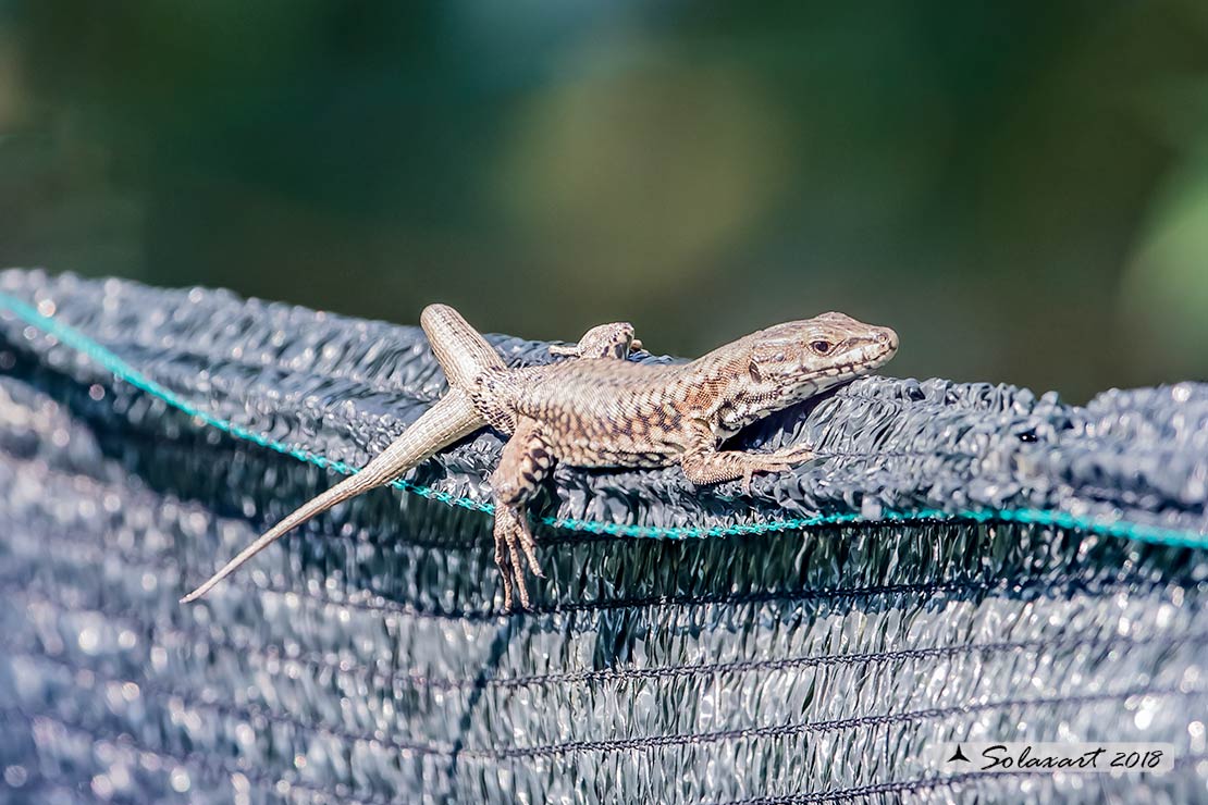Podarcis muralis : Lucertola muraiola; European wall lizard  