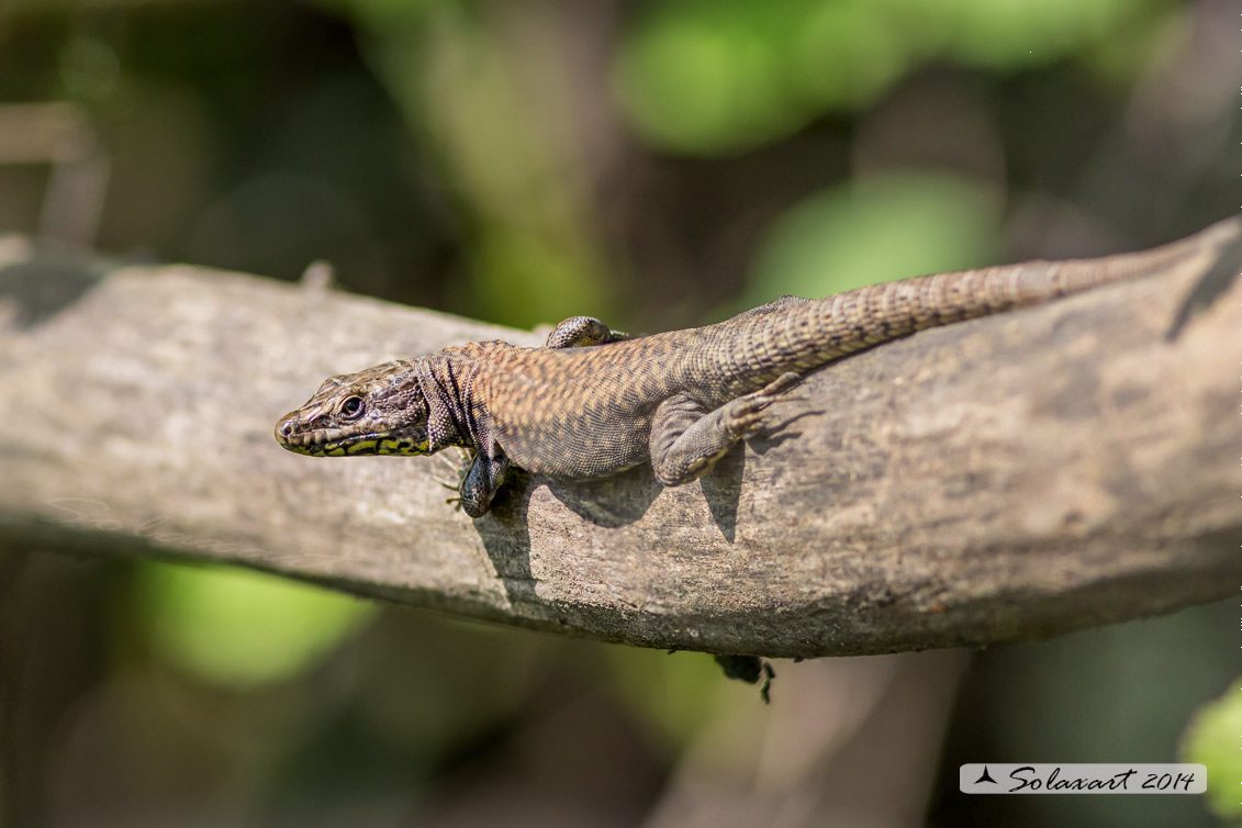 Podarcis muralis : Lucertola muraiola; European wall lizard  