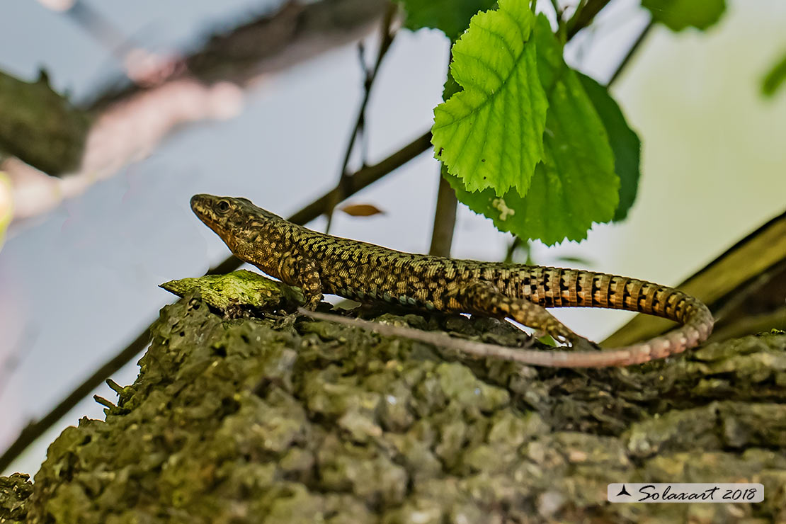 Podarcis muralis : Lucertola muraiola ; European wall lizard  