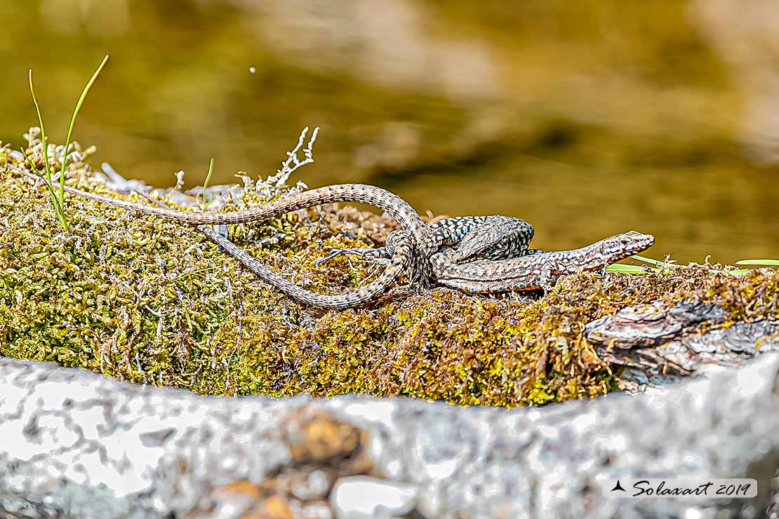 Podarcis muralis : Lucertola muraiola; European wall lizard  