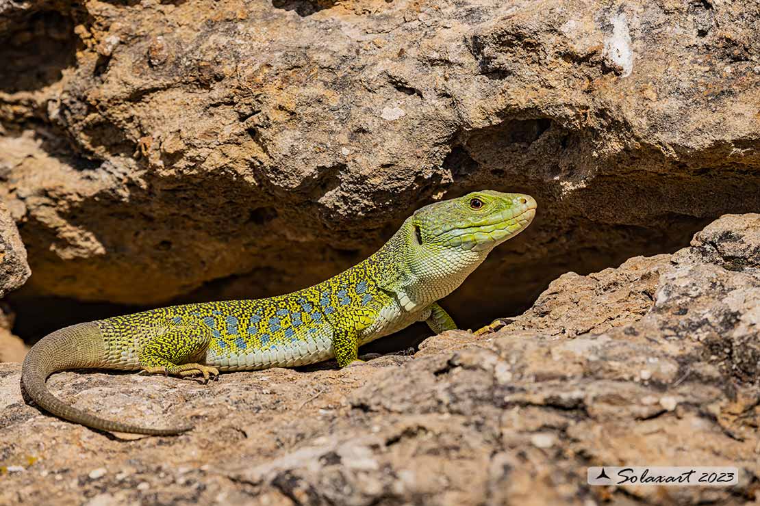 Timon lepidus - Lucertola ocellata - Ocellated lizard