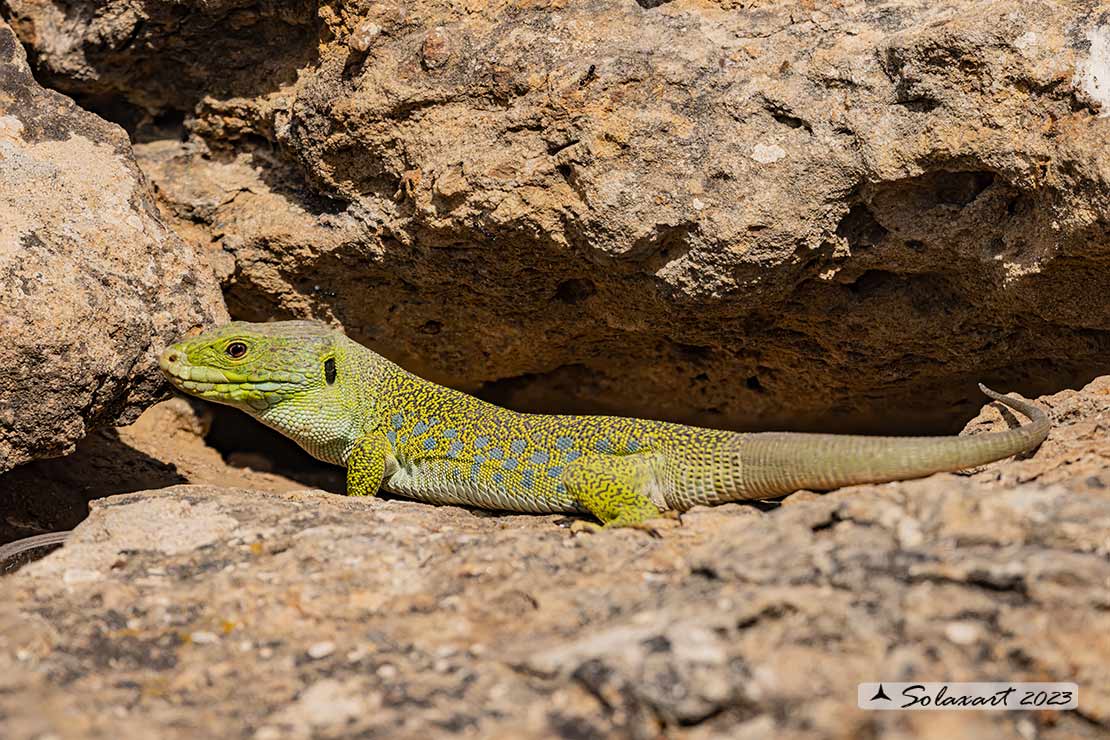 Timon lepidus - Lucertola ocellata - Ocellated lizard