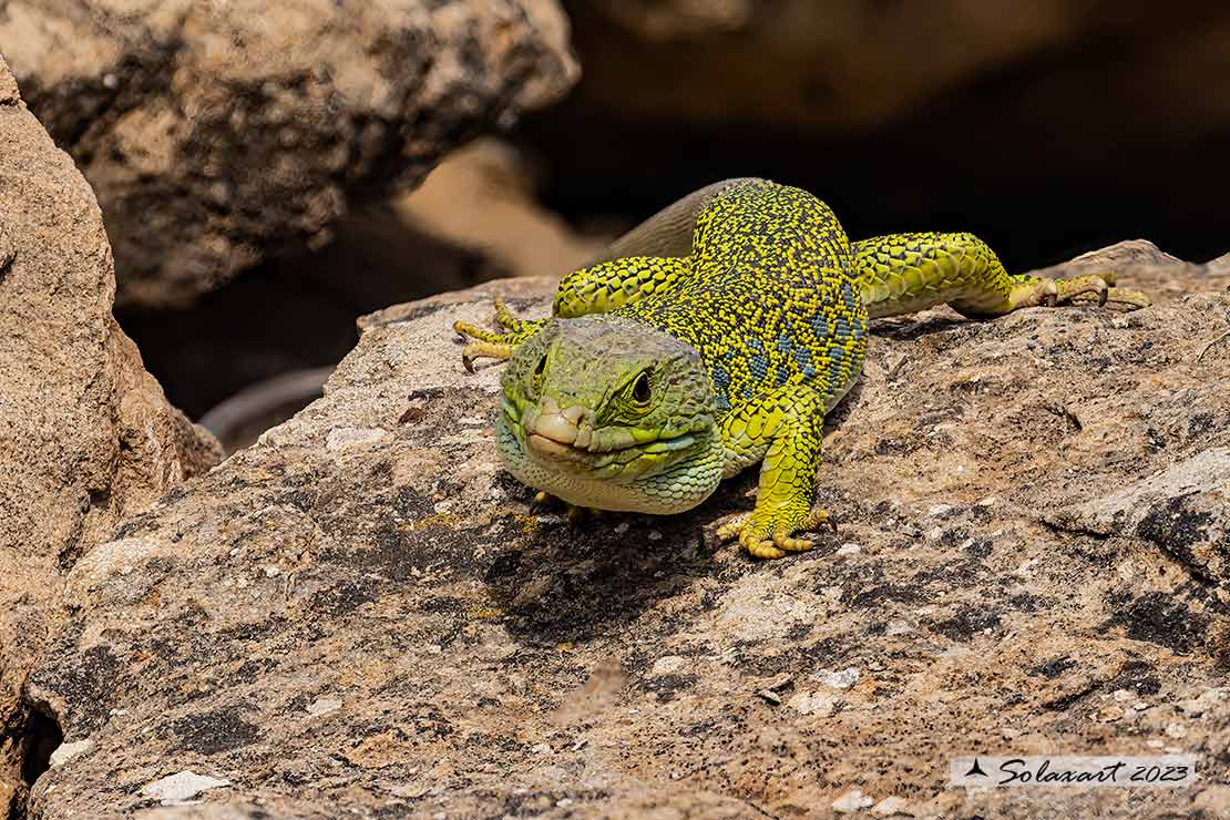 Timon lepidus - Lucertola ocellata - Ocellated lizard