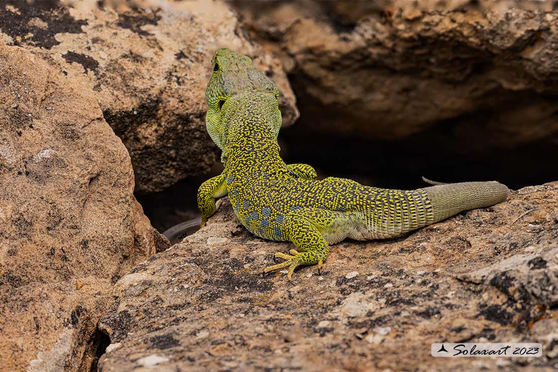 Timon lepidus - Lucertola ocellata - Ocellated lizard