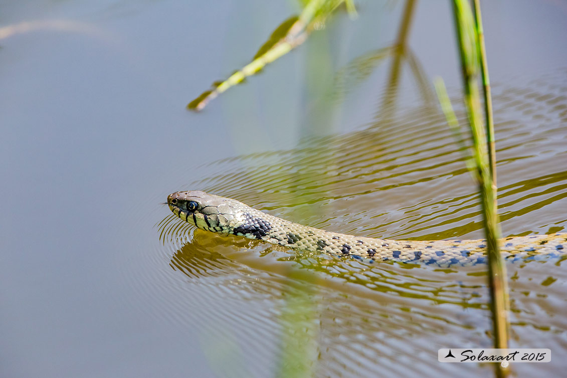 Natrix natrix: Natrice dal collare; Grass snake
