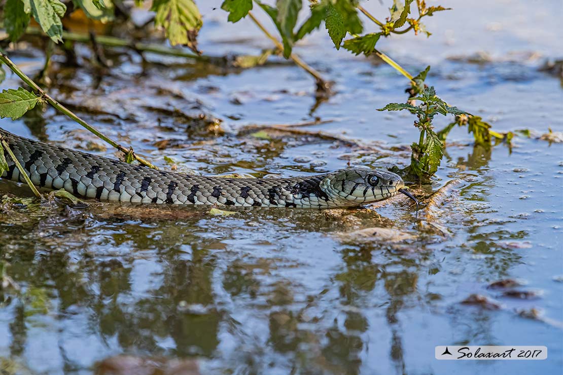 Natrix natrix: Natrice dal collare; Grass snake