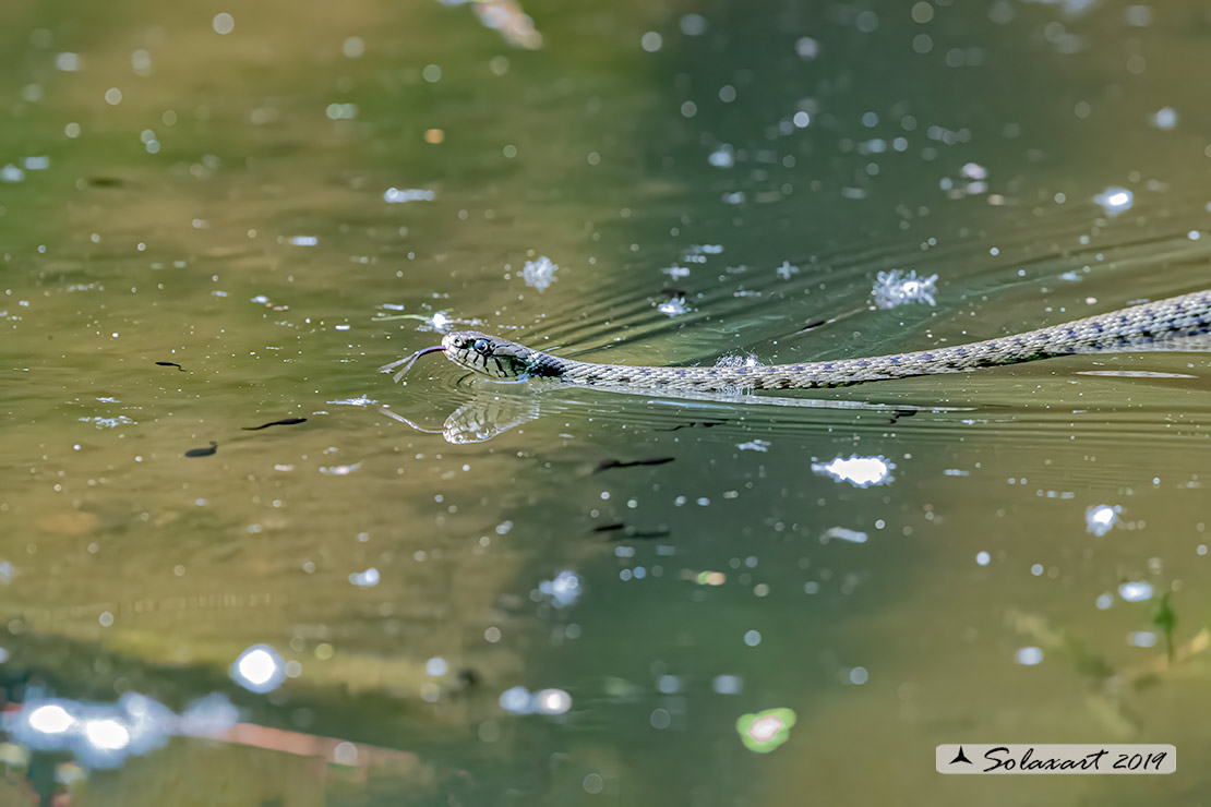 Natrix natrix: Natrice dal collare; Grass snake