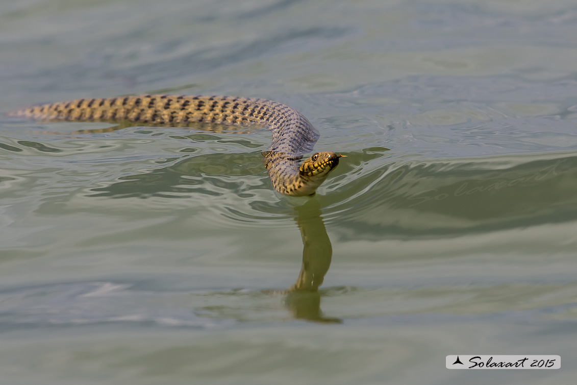Natrix tessellata :   Biscia tassellata ;   Dice snake