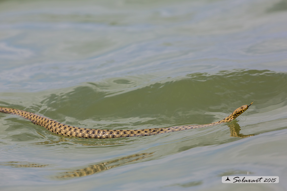 Natrix tessellata :   Biscia tassellata ;   Dice snake