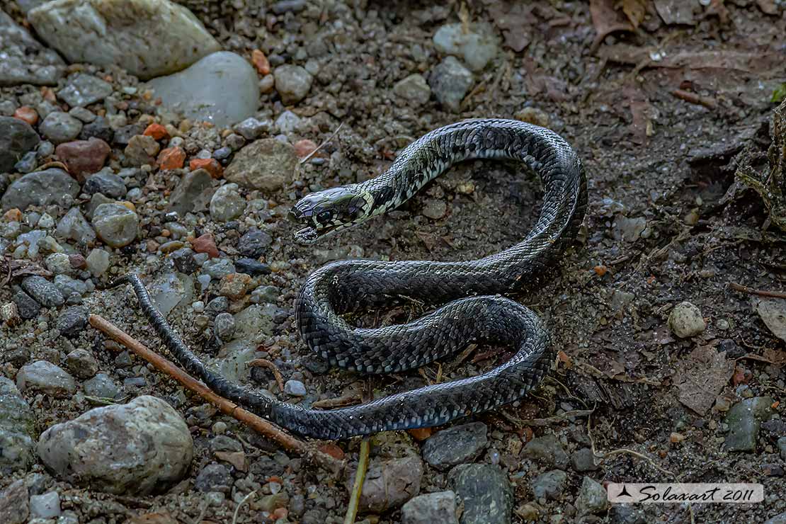 Natrix natrix: Natrice dal collare; Grass snake