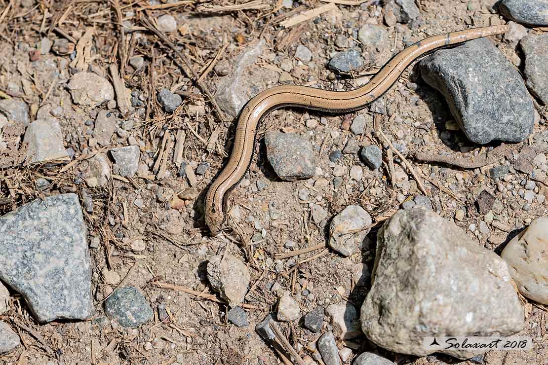 Anguis fragilis: Basilisco; Slow worm