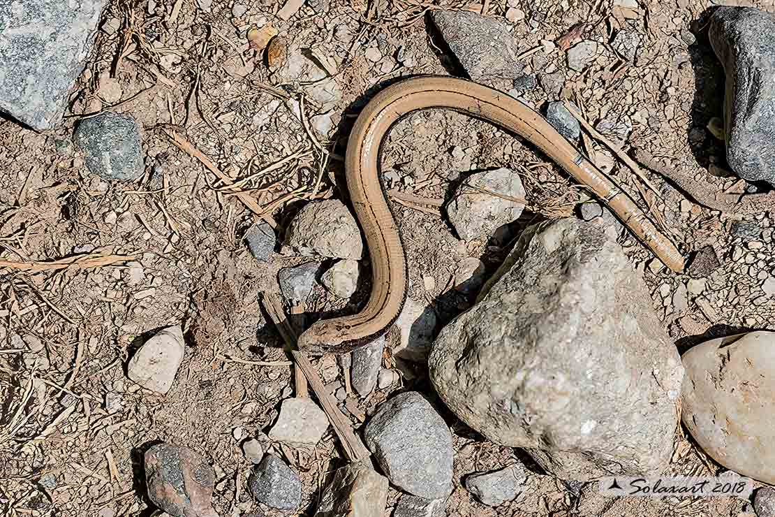 Anguis fragilis: Basilisco; Slow worm