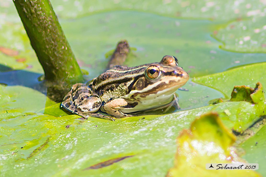 Pelophylax ridibundus: Rana verde maggiore; Marsh frog