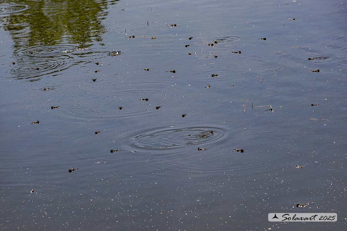 Pelophylax ridibundus: Rana verde maggiore; Marsh frog
