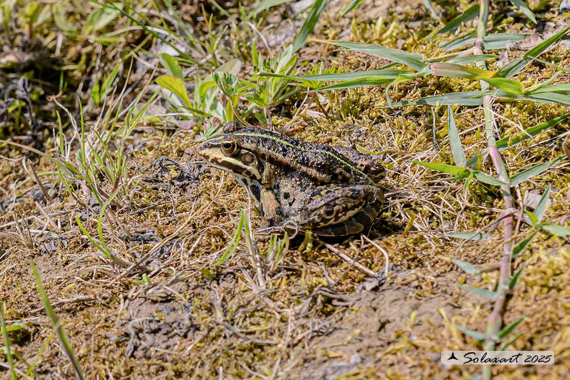 Pelophylax ridibundus: Rana verde maggiore; Marsh frog