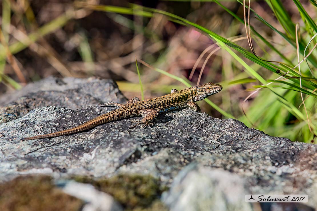 Podarcis muralis : Lucertola muraiola ; European wall lizard  