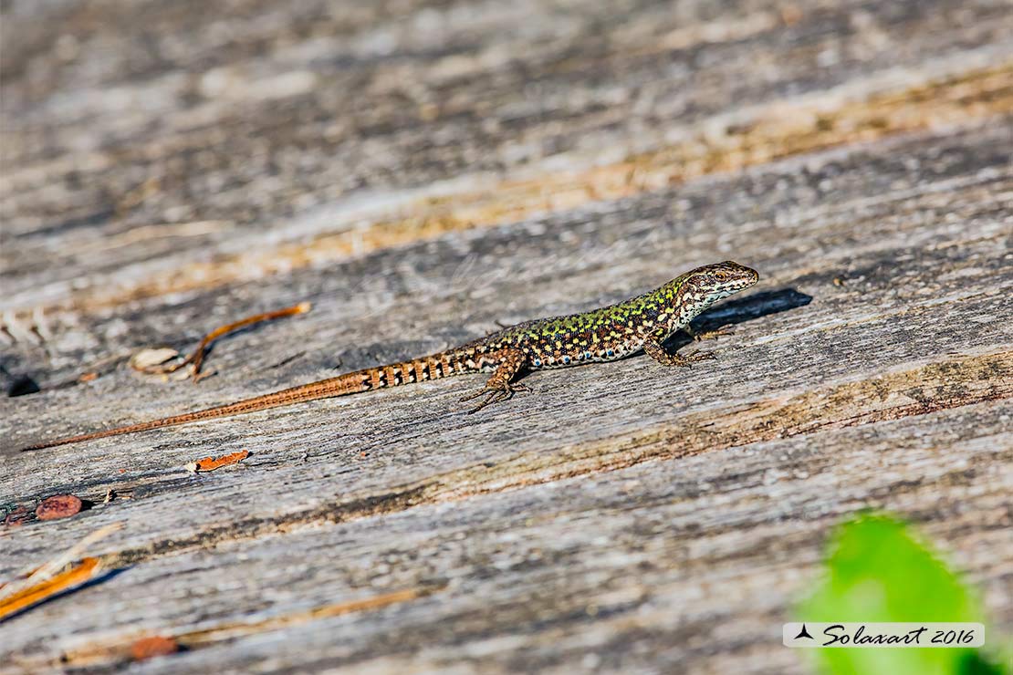 Podarcis_muralis