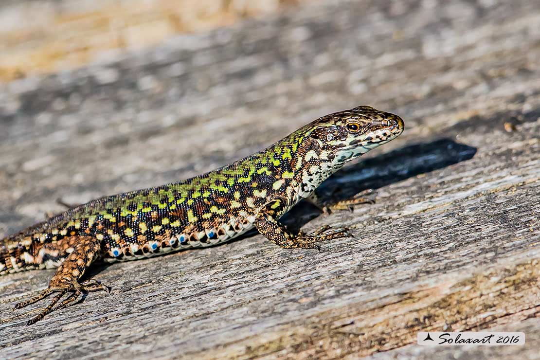 Podarcis_muralis