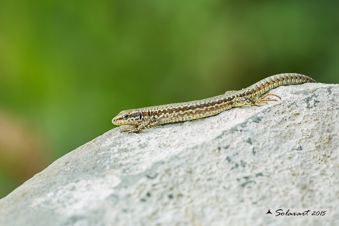 Podarcis muralis : Lucertola muraiola; European wall lizard  