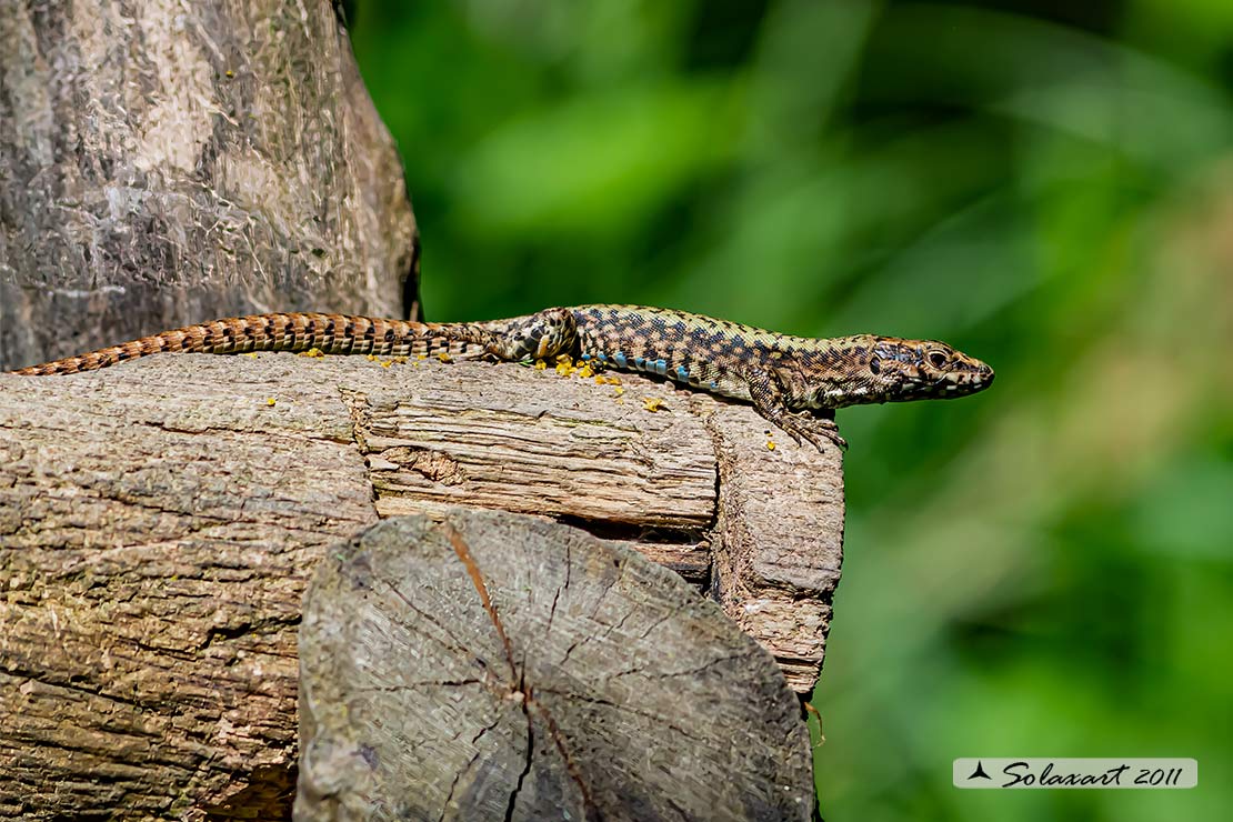 Podarcis muralis : Lucertola muraiola; European wall lizard  