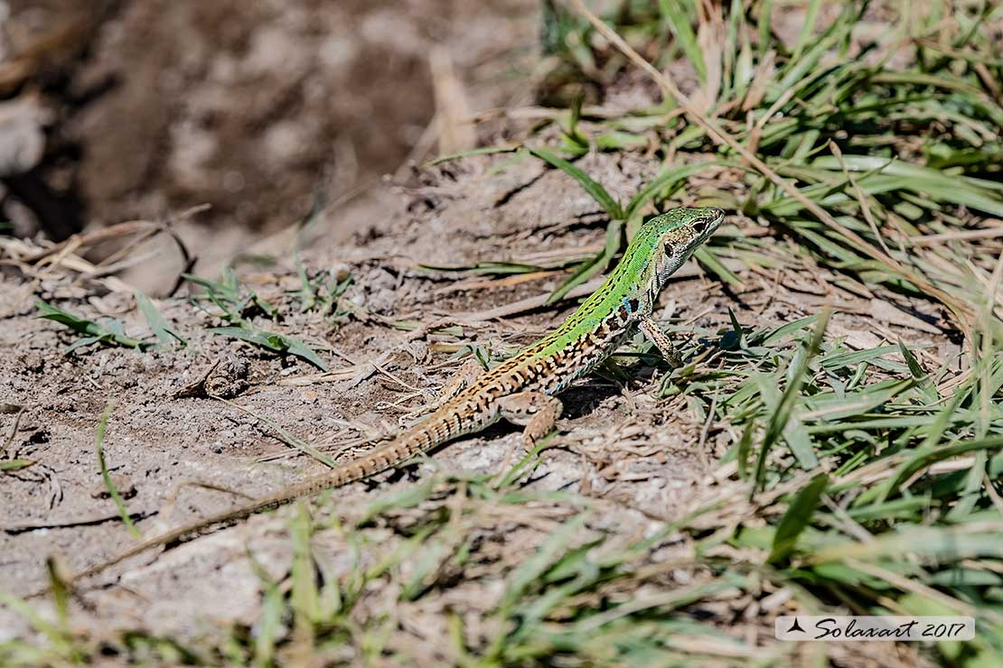 Podarcis siculus - Lucertola campestre - Italian Wall Lizard