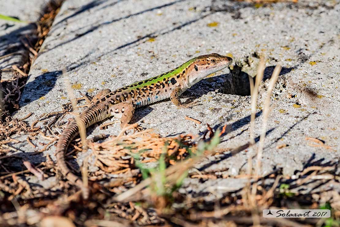 Podarcis siculus - Lucertola campestre - Italian Wall Lizard