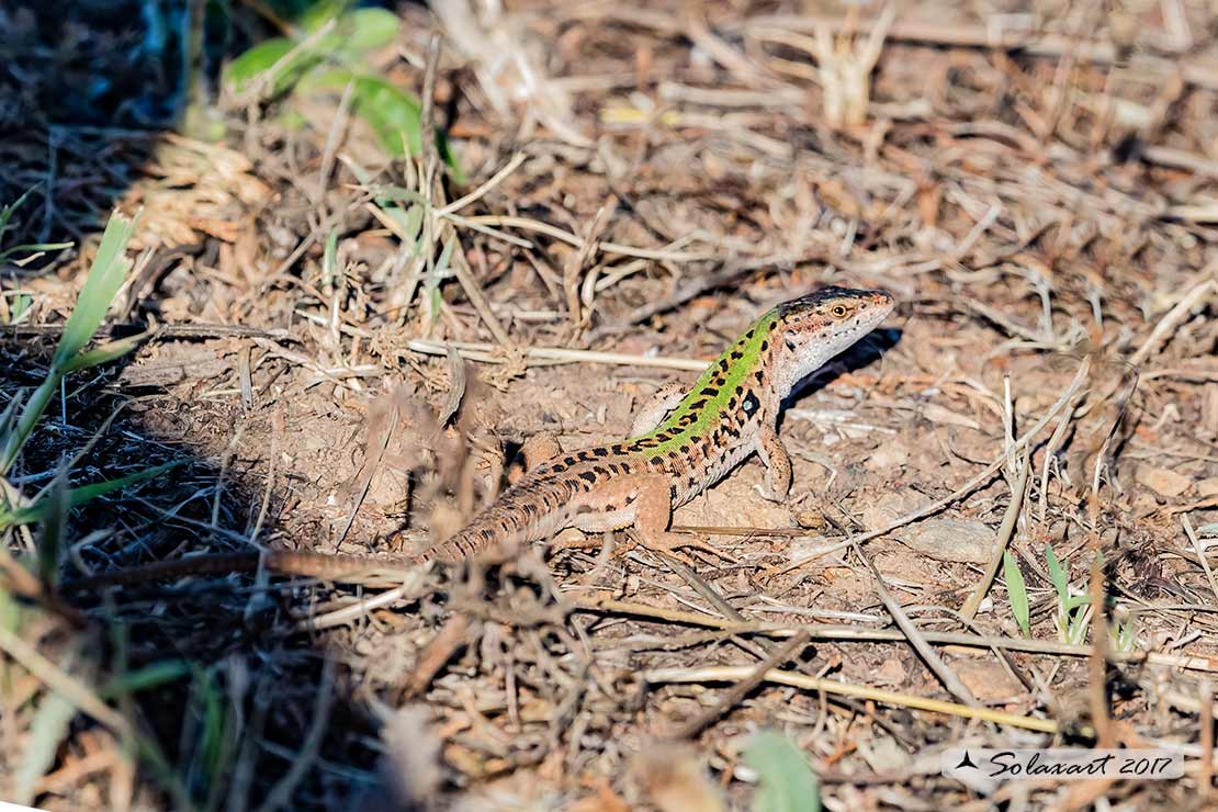 Podarcis siculus - Lucertola campestre - Italian Wall Lizard