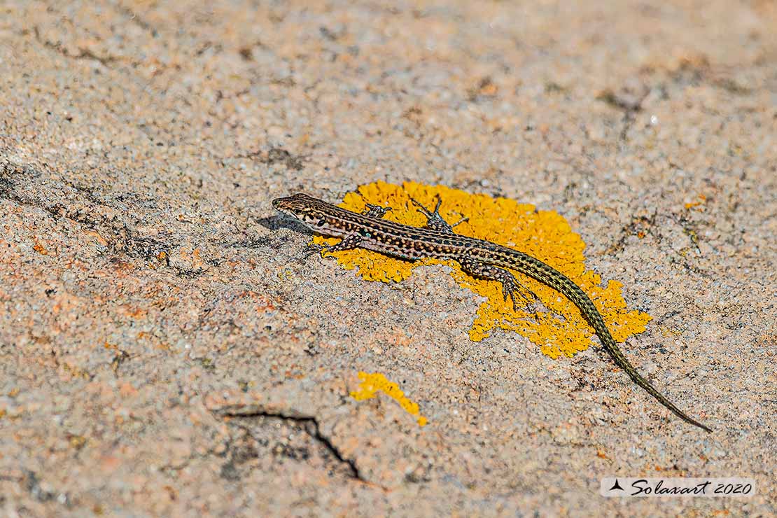 Podarcis tiliguerta - Lucertola tirrenica - Tyrrhenian wall lizard