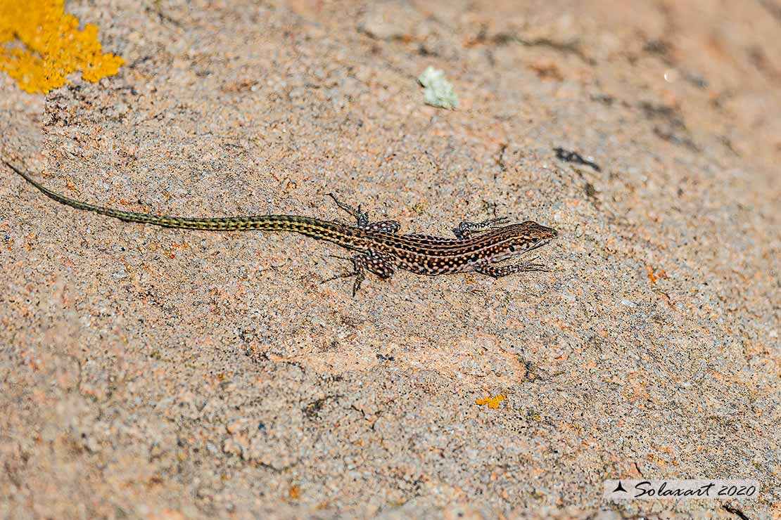 Podarcis tiliguerta - Lucertola tirrenica - Tyrrhenian wall lizard