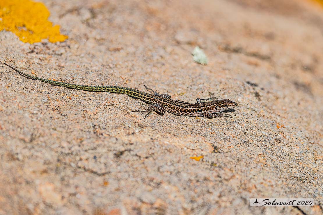 Podarcis tiliguerta - Lucertola tirrenica - Tyrrhenian wall lizard