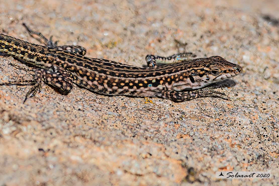 Podarcis tiliguerta - Lucertola tirrenica - Tyrrhenian wall lizard